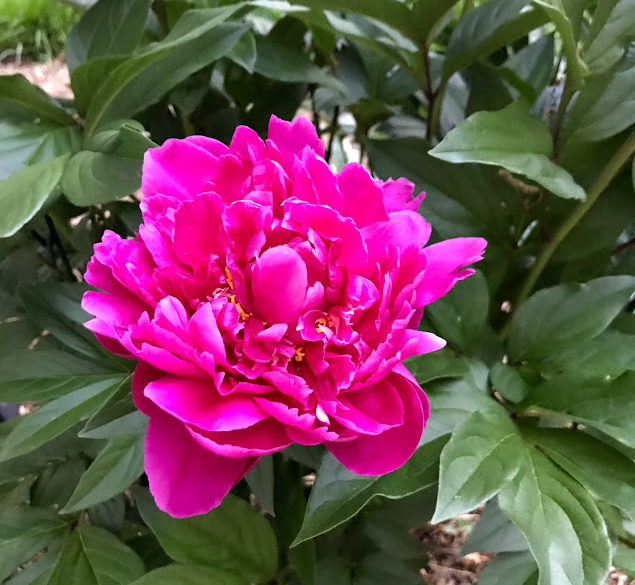 Spiritual Medium Reading